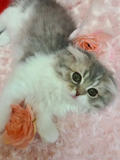 まり 様のお迎えした子猫