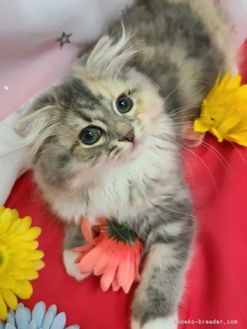 ID:2205-02318の子猫