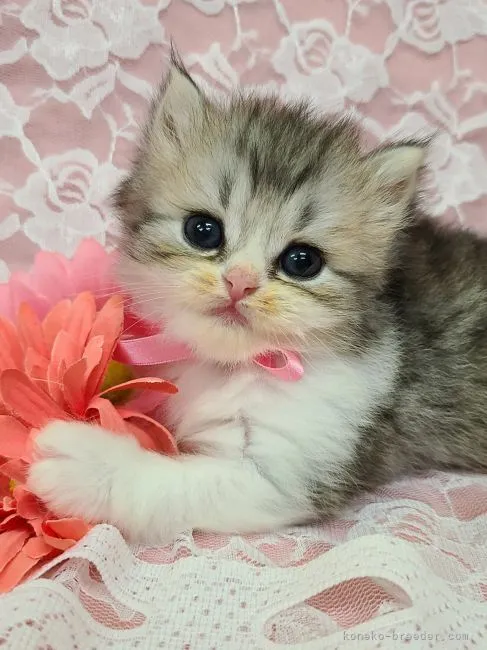 ID:2207-01886の子猫