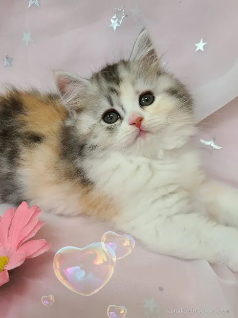 ID：2208-01725の子猫