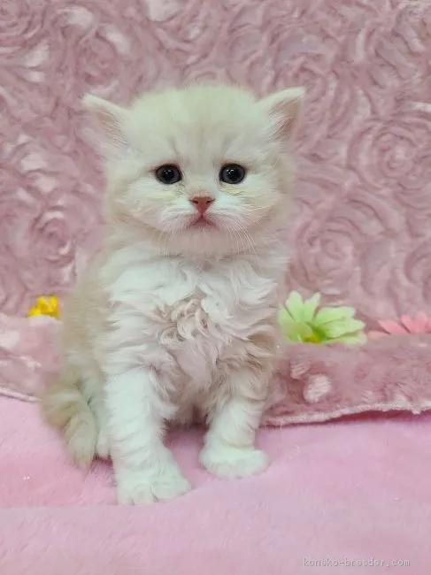 ID:2012-01334の子猫