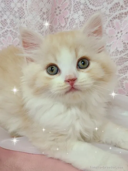 ID：2207-02396の子猫