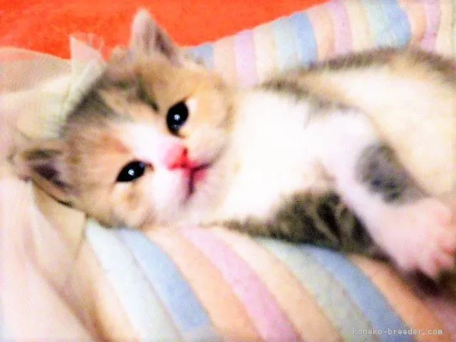 ID:1803-00042の子猫