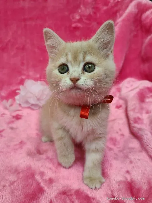 ID：2009-00453の子猫