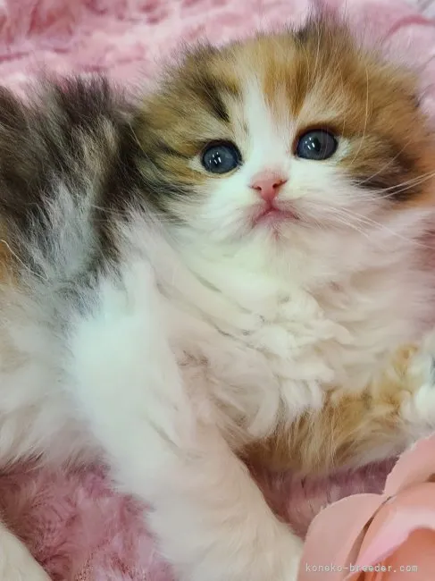 ID:2303-03139の子猫