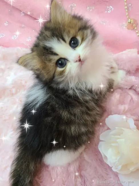 ID:2301-01183の子猫