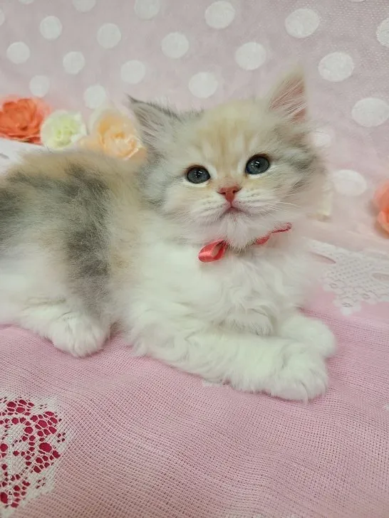 ID:2204-00449の子猫