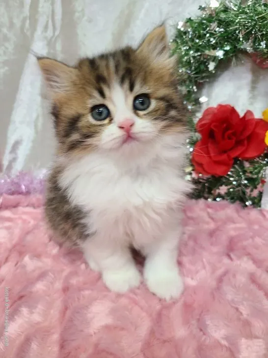 ID：2011-02110の子猫