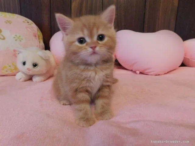 ID:1804-01305の子猫