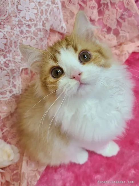 ID：2209-01565の子猫