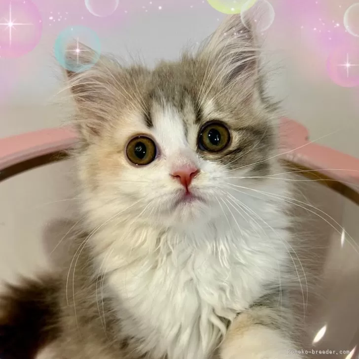 ID:2403-01790の子猫