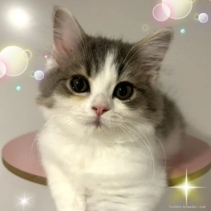 ID:2308-03389の子猫