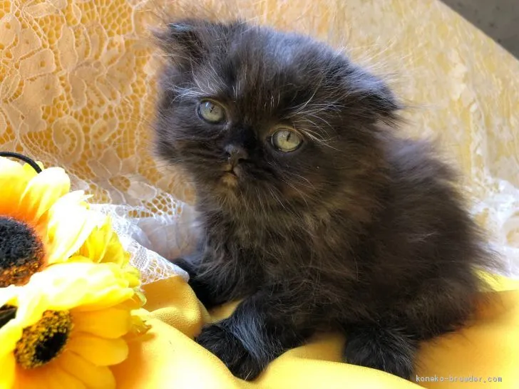 ID:1907-01487の子猫