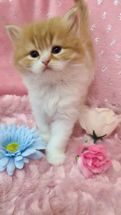 ID:2107-00363の子猫