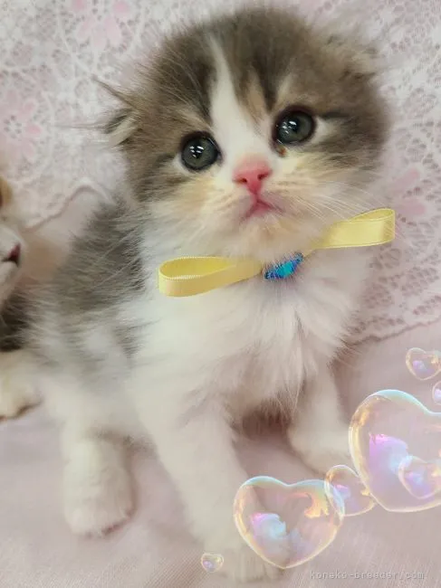 ID:2207-00973の子猫