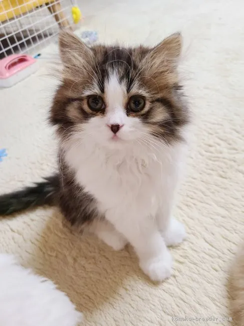 ID:2011-01901の子猫