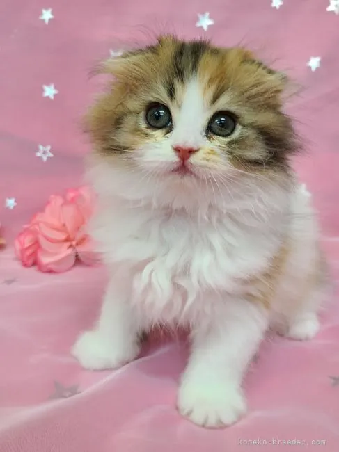 ID:2204-02328の子猫