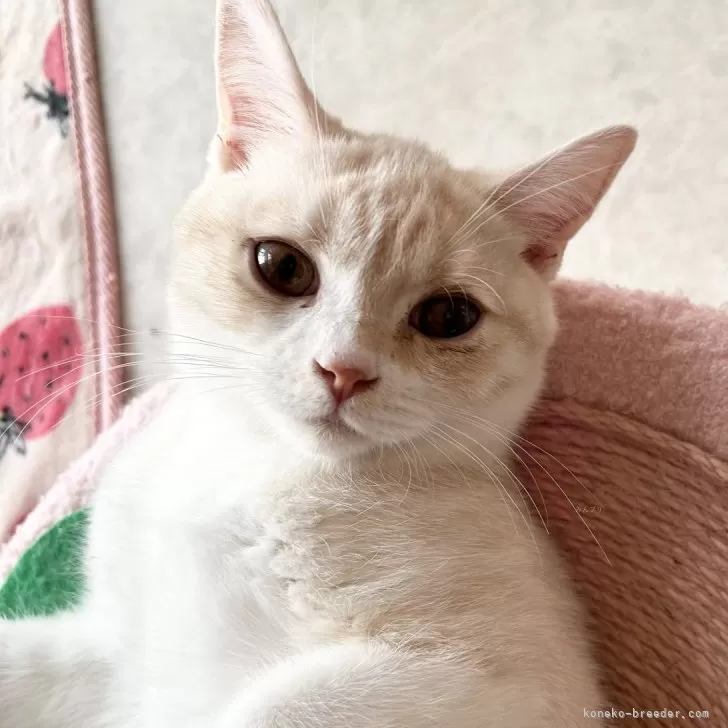 ID:2311-01632の子猫