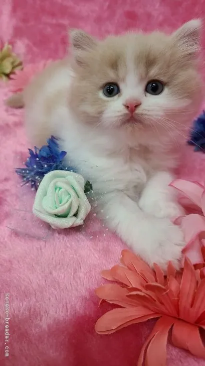 ID:2108-02131の子猫