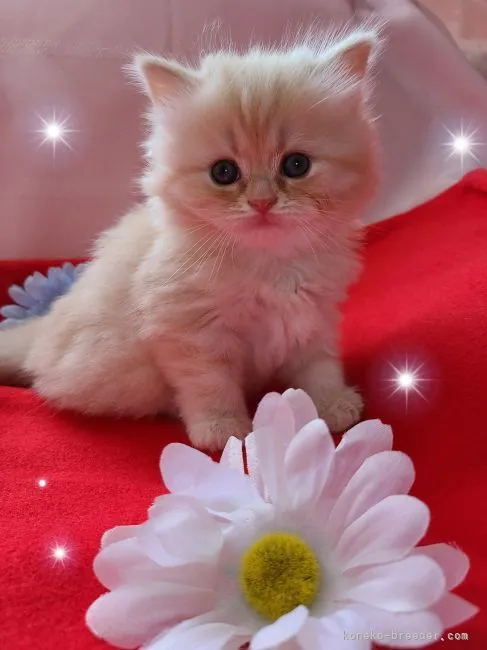 sumire 様のお迎えした子猫