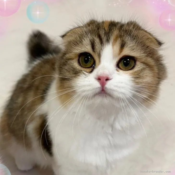 ID：2311-02347の子猫