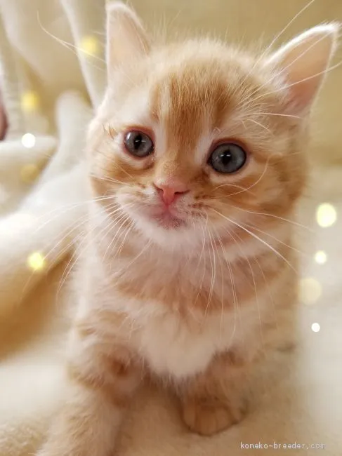 ID:1905-00471の子猫