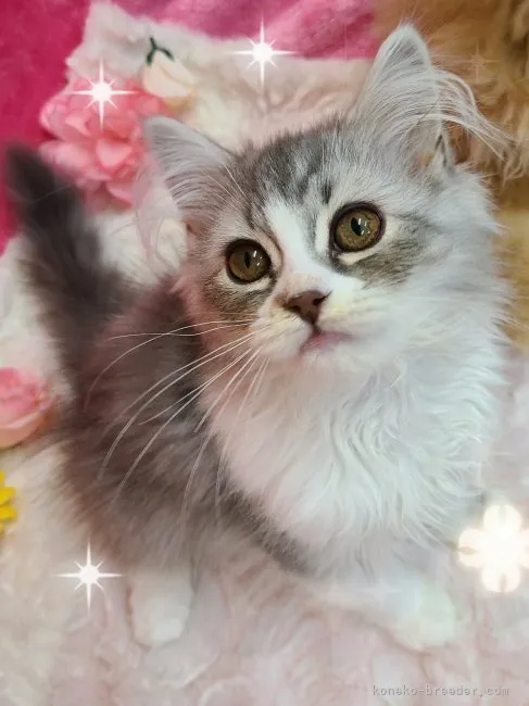 ゆあ 様のお迎えした子猫