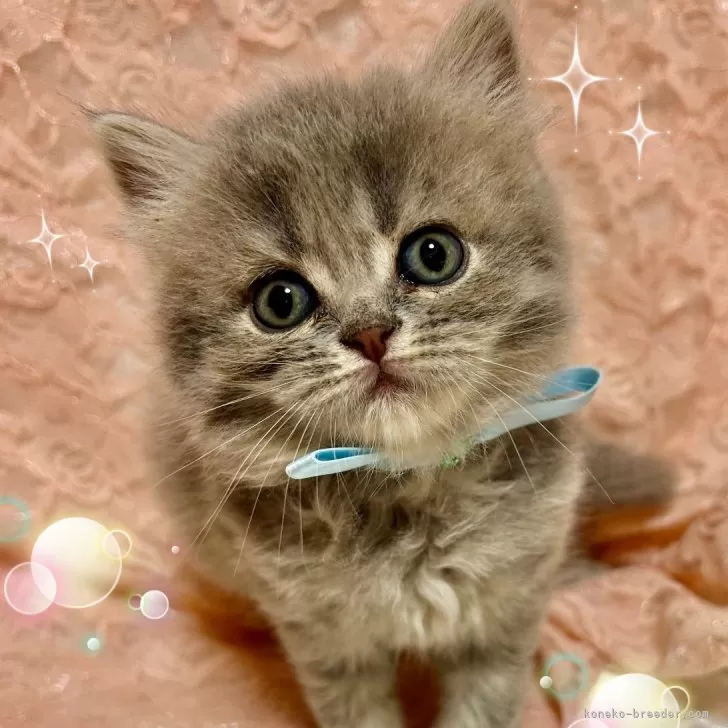 ID:2406-02352の子猫