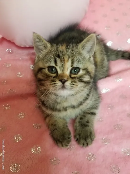 ID:1901-00184の子猫