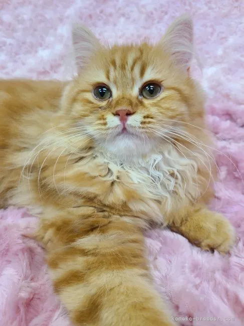 ID:2303-00476の子猫