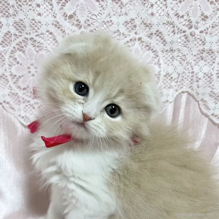 ID：2403-00698の子猫