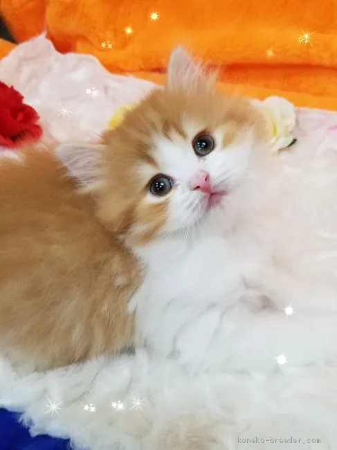 ID:2003-01697の子猫