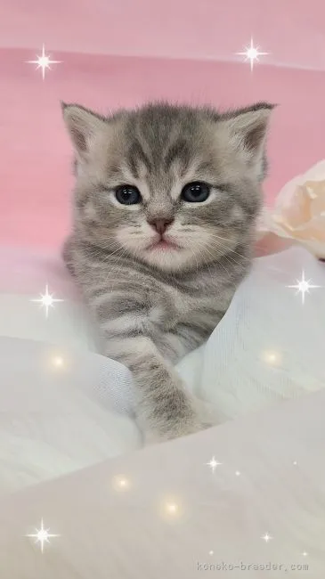 ID:2108-02067の子猫