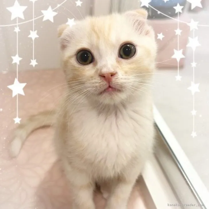 ID:2310-01649の子猫