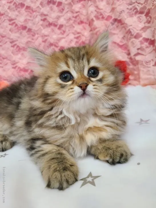 ID:2204-00188の子猫