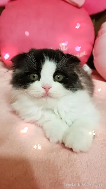 ID:1807-00891の子猫