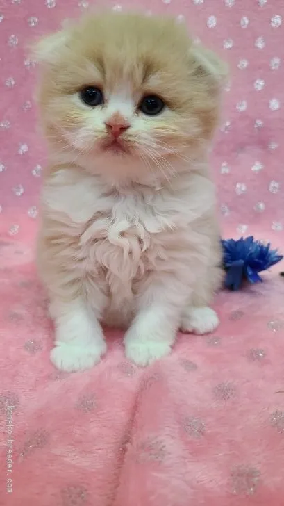 ID:2105-01603の子猫
