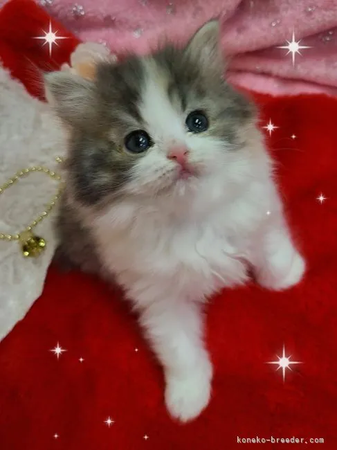 ID:2212-00555の子猫