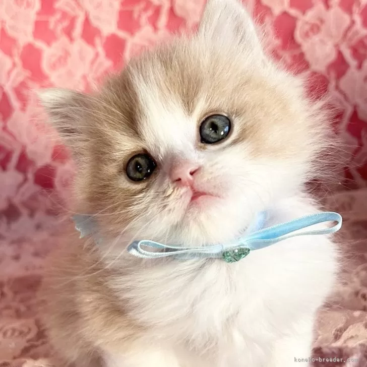 ID:2402-02471の子猫