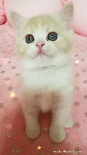 ID:1811-00030の子猫