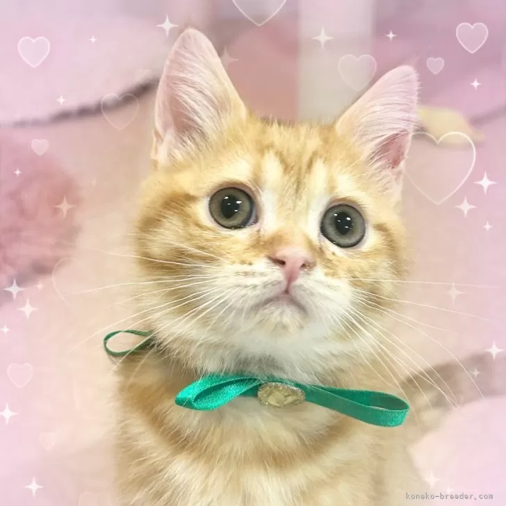 ID:2403-02456の子猫