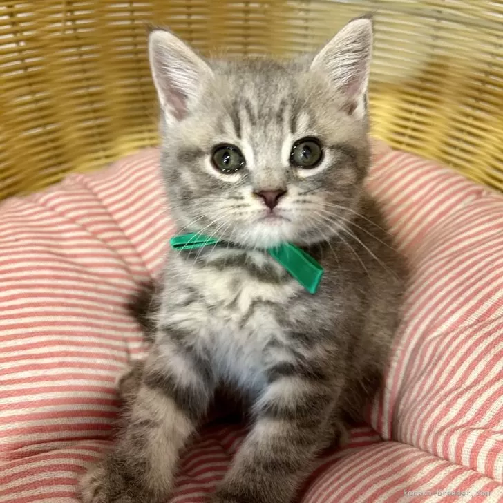 ID:2408-02735の子猫