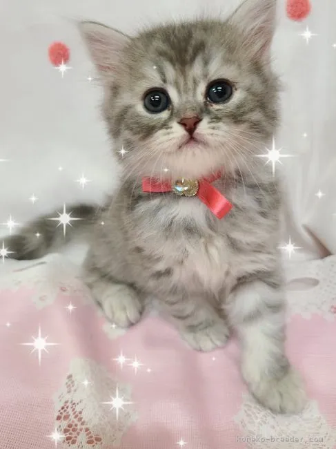 ID:2208-01539の子猫