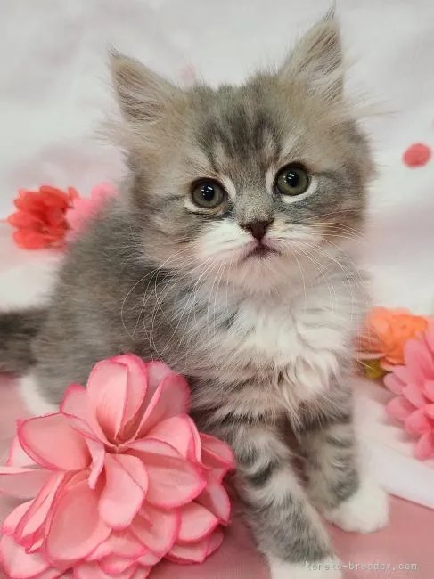 ID:2205-02322の子猫