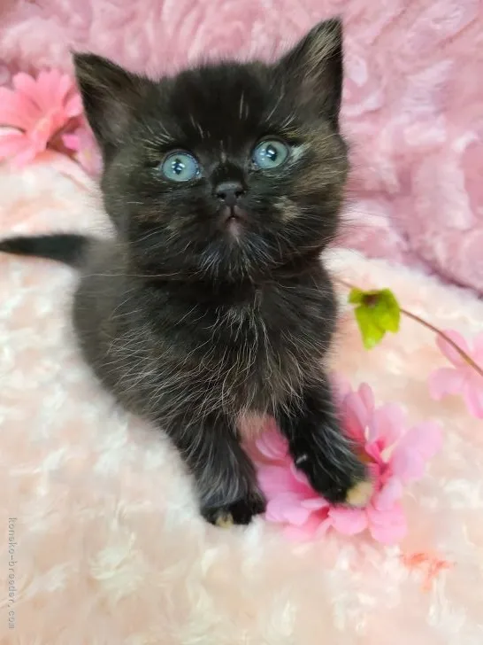 ID:2103-01022の子猫