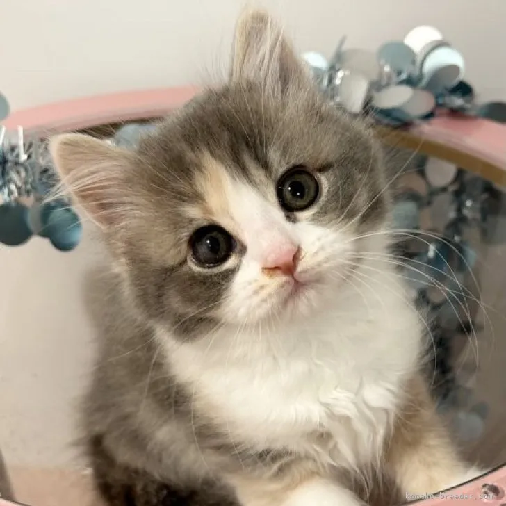 ID:2311-01163の子猫