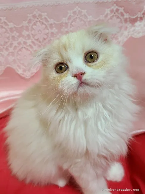 ID：2304-01529の子猫