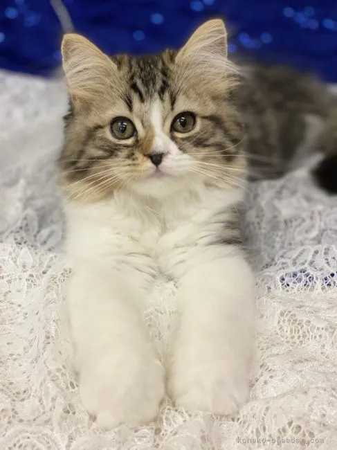 ID:2207-02044の子猫