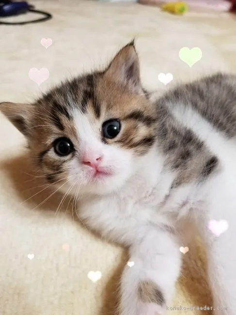 ID:1901-00178の子猫