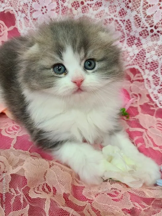 ID:2204-02742の子猫